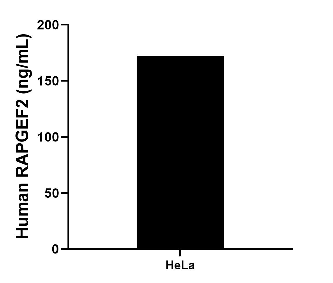 The mean RAPGEF2 concentration was determined to be 172.25 ng/mL in HeLa cell extract based on a 1.5 mg/mL extract load.